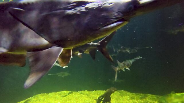footage of beautiful Paddlefish swimming in a tank at The Florida Aquarium in Tampa Florida USA