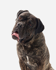 A Cane Corso tilts its head slightly against a white background, showing a gentle curiosity. The light setting highlights the breed powerful but calm demeanor.