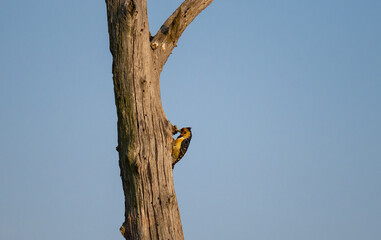 Haubenbartvogel - Crested Barbet im Busch vom Krüger National Park - Kruger Nationalpark Südafrika