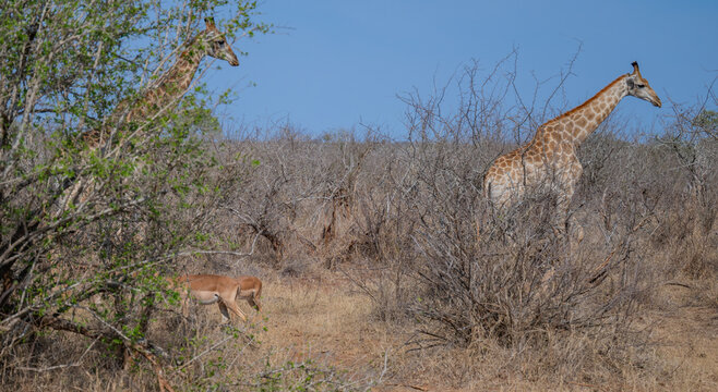 Giraffen im Busch vom Kr&uuml;ger National Park - Kruger Nationalpark S&uuml;dafrika