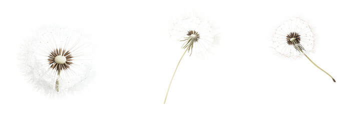 Set of floating dandelion seed head with fine white filaments isolated on transparent background