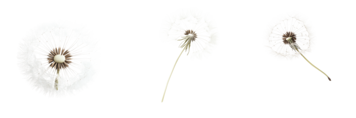 Set of floating dandelion seed head with fine white filaments isolated on transparent background