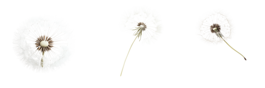 Set of floating dandelion seed head with fine white filaments isolated on transparent background