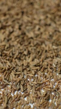 Whole cumin seeds Carum carvi L scatter on white background, vertical slow motion