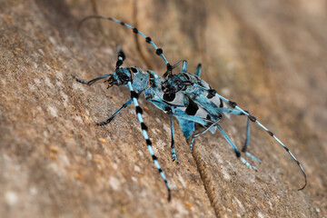 male and female Alpenboktor, Rosalia longicorn (Rosalia alpina) on a Sycamore tree