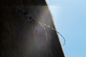 Alpenboktor, Rosalia longicorn (Rosalia alpina) in back light