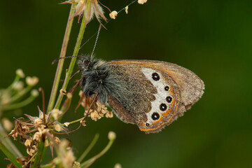 male alpine heath (coenonympha gardetta)