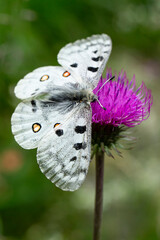 apollo butterfly (parnassius apollo) sucking nectar on a pink blossom