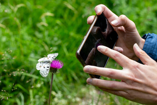 Taking pictures with a mobile phone from an apollo butterfly (parnassius apollo)