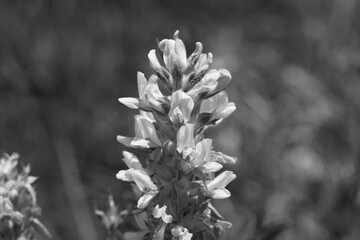 Indian breadroot wildflower closeup in black and white.