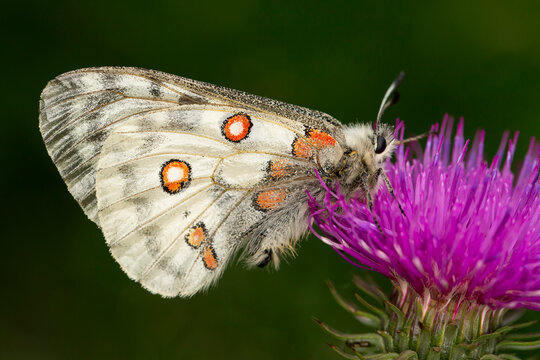 apollo butterfly (parnassius apollo) sucking nectar on a pink blossom