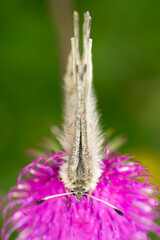 apollo butterfly (parnassius apollo) sucking nectar on a pink blossom