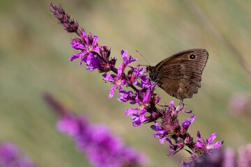 Male dryad (Minois dryas) sucking nectar on pink blossoms