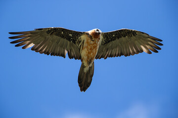 adult bearded vulture (gypaetus barbatus) in flight
