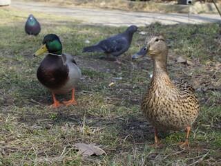 Ducks and Pigeons in a Park on a Sunny Day with Green Grass
