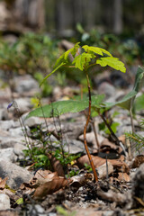Sycamore seedling growing towards te be a tree 