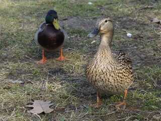 Two Ducks Relaxing on a Sunny Green Lawn in a Park
