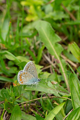 a common blue (polyommatus icarus) on a dandelion leaf