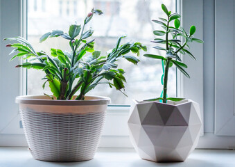 Schlumberger flower and Fat Woman flower in pots on the windowsill in the living room.