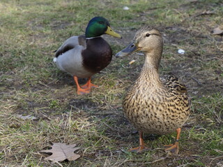 Mallard Ducks on Green Grass in a Sunlit Park During Early Spring