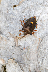 forest bug or red-legged shieldbug (pentatoma rufipes) on a sycamore tree