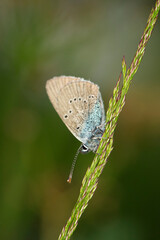 female Mazarine blue (Cyaniris semiargus) on a blade of grass