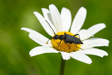 small black longhorn beetle (stenurella nigra) feeding pollen on chamomile