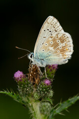 A chalkhill blue (lysandra coridon) perching on a pink thistle blossom