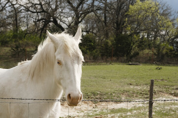 Young white horse at farm fence being friendly closeup.