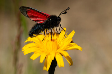transparent burnet (zygaena purpuralis) sucking nectar at a yellow blossom