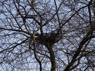 Intricate Bird Nest Perched on Bare Tree Branches Against a Winter Sky
