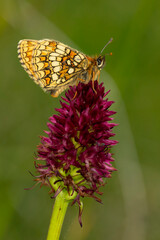  heath fritillary (mellicta athalia) sucking nectar on a black vanilla orchid (Nigritella nigra)