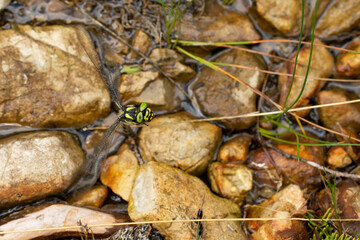 Female golden-ringed dragonfly (cordulegaster boltonii) laying eggs in a small rivulet or runlet...