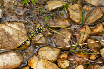Female golden-ringed dragonfly (cordulegaster boltonii) laying eggs in a small rivulet or runlet close to the spring