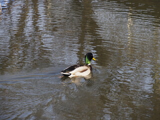 A Mallard Duck Swimming Calmly in Reflective Waters of a Spring Pond