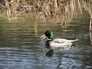 Mallard Duck Swimming in Reflective Pond with Reeds