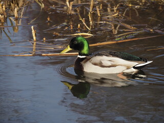 Vibrant Mallard Duck in Serene Pond with Reeds