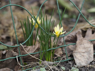 Yellow Crocus in Spring, Symbol of Hope and Renewal