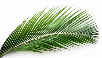 Obraz premium palm leave isolate on white background