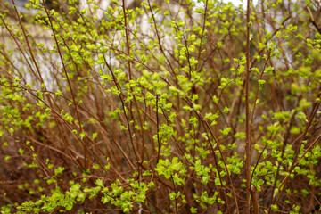 Dense cluster of thin brown branches with bright green leaves sprouting, spring growth and renewal. Vivid contrast between branches and fresh foliage. Ideal for botanical design, nature backgrounds,