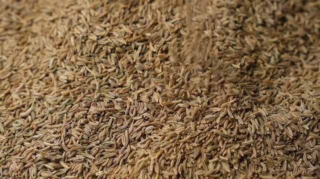 Organic Cumin Seeds for Cooking and Seasoning Pour Slow Motion
