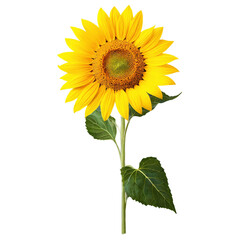 sunflower isolated on transparent background