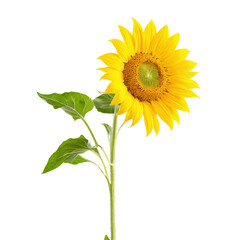 sunflower isolated on transparent background