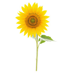 sunflower isolated on transparent background