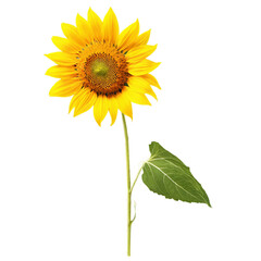 Obraz premium sunflower isolated on transparent background