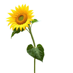 sunflower isolated on transparent background © Вячеслав Кравченко