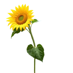  sunflower isolated on transparent background © Вячеслав Кравченко