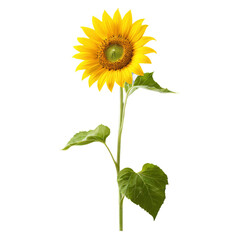 Obraz premium sunflower isolated on transparent background
