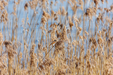 Fototapeta premium Reed Bunting (Emberiza schoeniclus) in Dry Reed Grass at Ammersee, Dießen, Germany, March 9, 2025