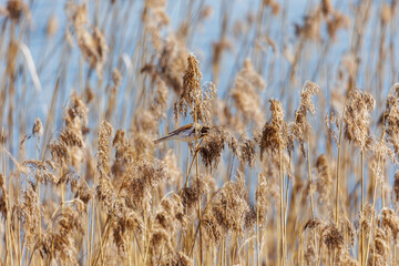 Fototapeta premium Reed Bunting (Emberiza schoeniclus) in Dry Reed Grass at Ammersee, Dießen, Germany, March 9, 2025